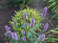 Agastache11.jpg_s.jpg