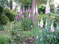 Digitalis.jpg_s.jpg