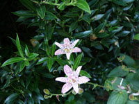 Tricyrtis08.jpg_s.jpg