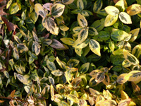 euonymus.jpg_s.jpg