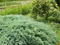 juniperus.jpg_s.jpg