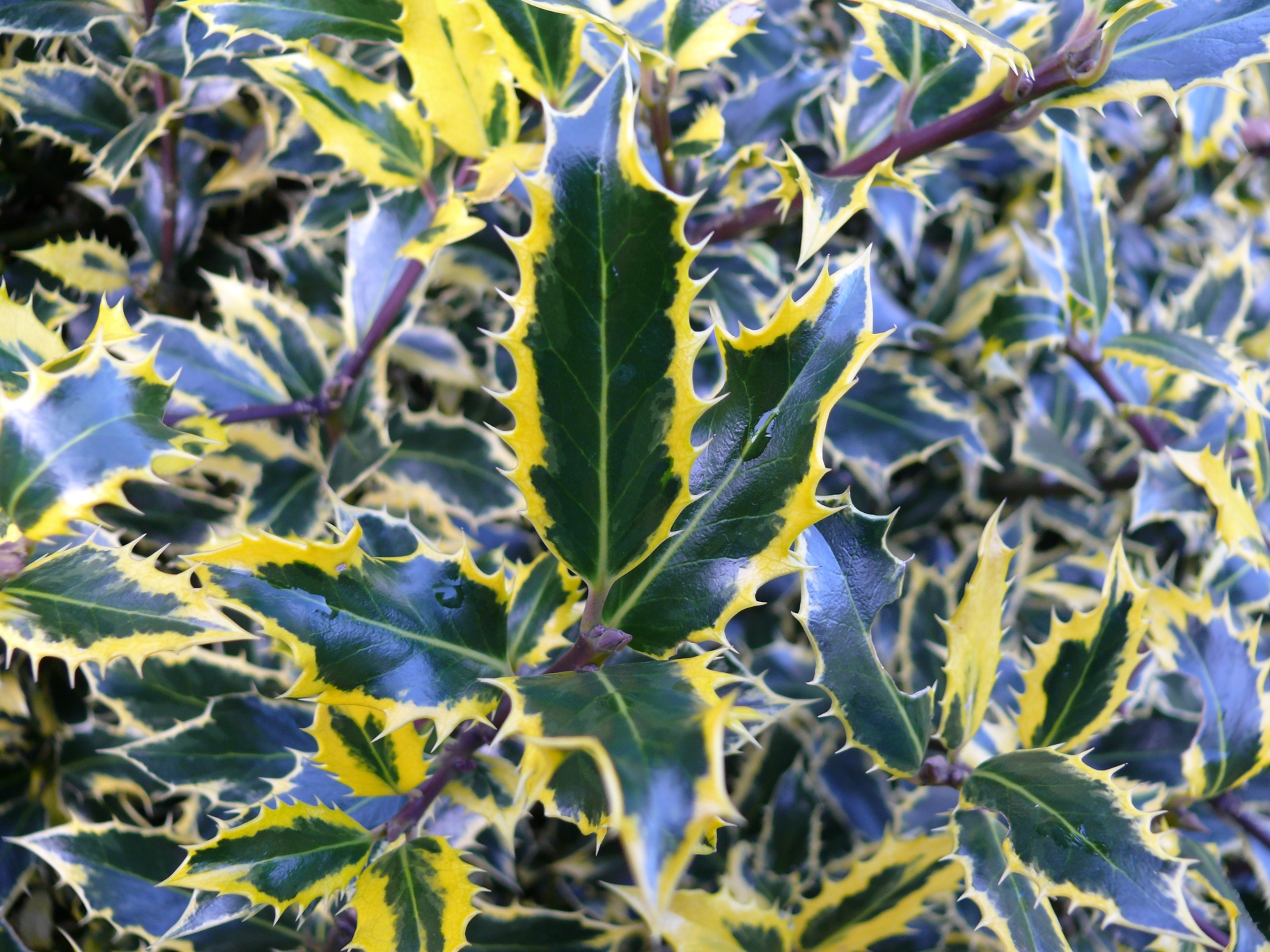 Ilex - Aquifolium